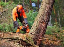 How Our Tree Care Process Works  in  Kenilworth, IL
